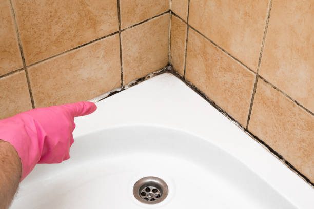 Best Mold Remediation for Schools in Kane, PA